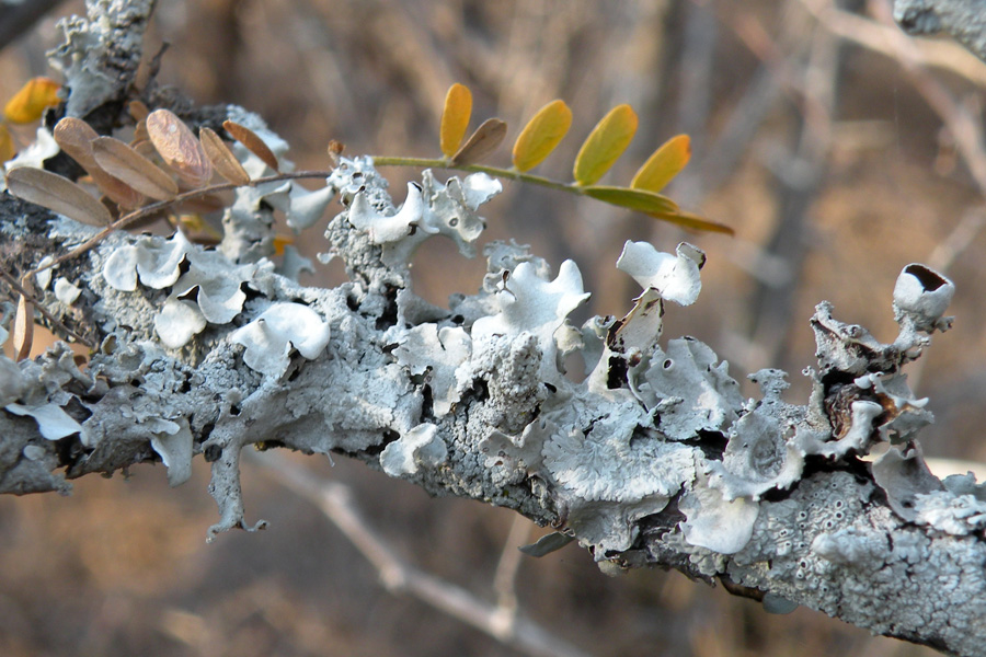 Lichen Trail in Sud Africa